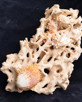 Blocco di corallo con concrezioni naturali