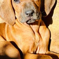 Cuccioli RHODESIAN