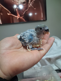 Pappagallo inseparabile allevato a mano