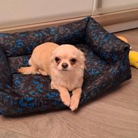 Dolce cucciolo di chihuahua disponibile