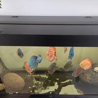 acquario Juwel 500 litri 