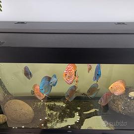 acquario Juwel 500 litri 