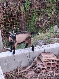 Capra nana tibetana