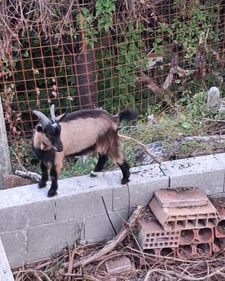 Capra nana tibetana