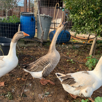 Oche cignoidi tolose