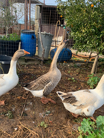 Oche cignoidi tolose