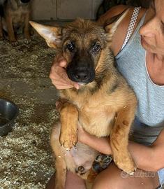 Cucciolo pastore taglia medio contenuta in adozion
