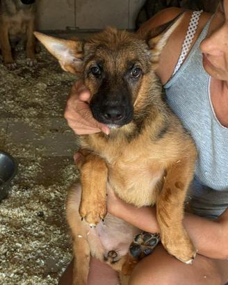Cucciolo pastore taglia medio contenuta in adozion