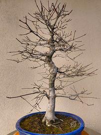 Bonsai di acero giapponese "deshojo"