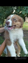 Cuccioli pastore australiano australian shepherd