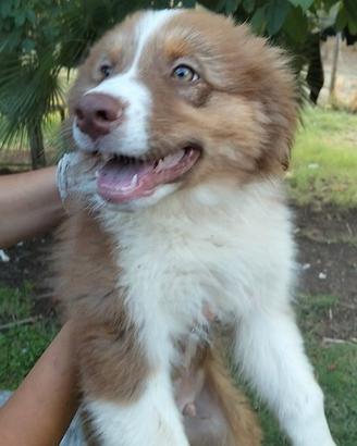 Cuccioli pastore australiano australian shepherd