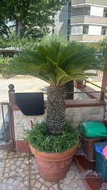 Cycas