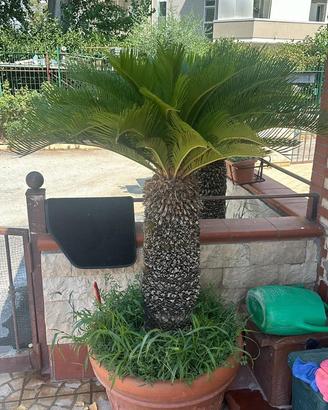Cycas