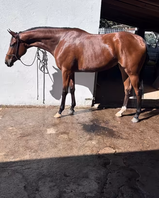 Cavallo