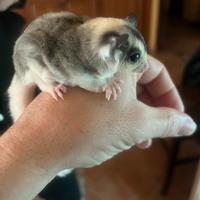 Petauro dello zucchero