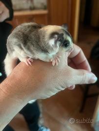 Petauro dello zucchero