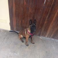 Pastore Belga Malinois Puro