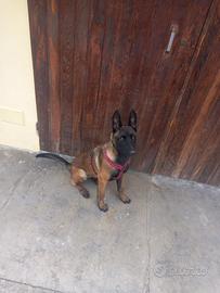 Pastore Belga Malinois Puro