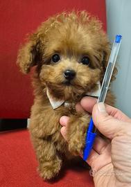 Barboncina cucciola mini toy con pedigree