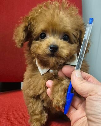 Barboncina cucciola mini toy con pedigree