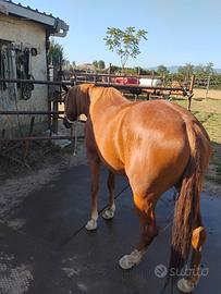 cavalla