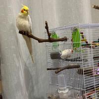 Coppia riproduttiva di Calopsitte