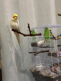 Coppia riproduttiva di Calopsitte