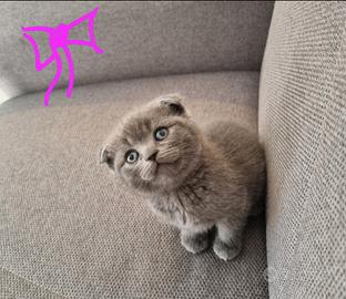 Scottish fold e Straight