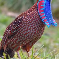 Fagiani Tragopan Temminck