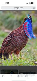 Fagiani Tragopan Temminck