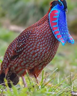 Fagiani Tragopan Temminck