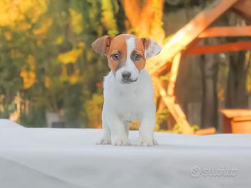 Cucciolo di Jack disponibile
