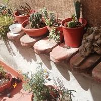 50 mattoni per aiuola da giardino