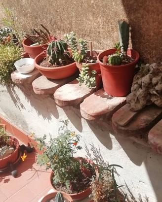 50 mattoni per aiuola da giardino