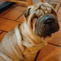 Cucciola sharpei