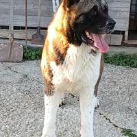 Akita americano