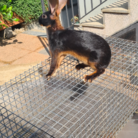 Coniglio lepre belga