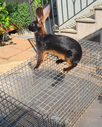 Coniglio lepre belga