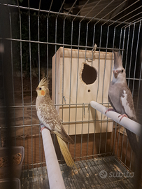 Calopsite coppia riproduttrice