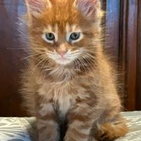 Cuccioli Maine coon