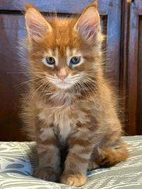 Cuccioli Maine coon