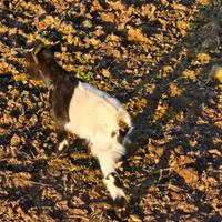 Caprette tibetane per info contattatemi