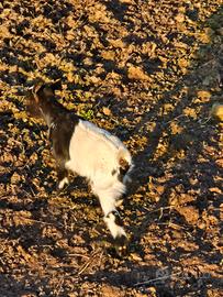 Caprette tibetane per info contattatemi