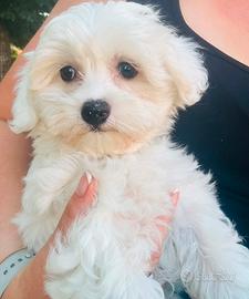 Bichon Frise a poil di due mesi