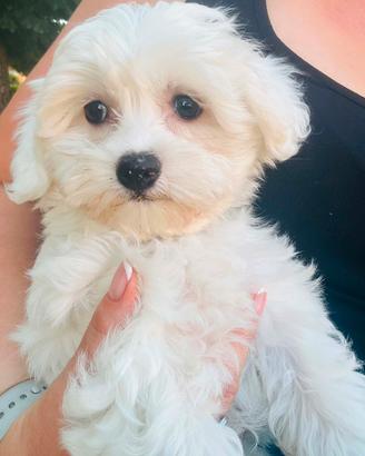Bichon Frise a poil di due mesi