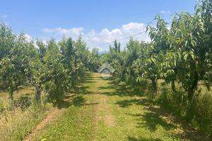 TER. AGRICOLO A VERONA
