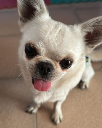 Chihuahua di 2 anni