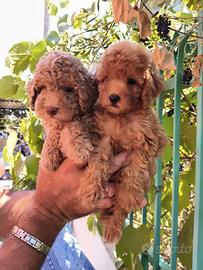 Cuccioli barboncino Toy maschi e femmina