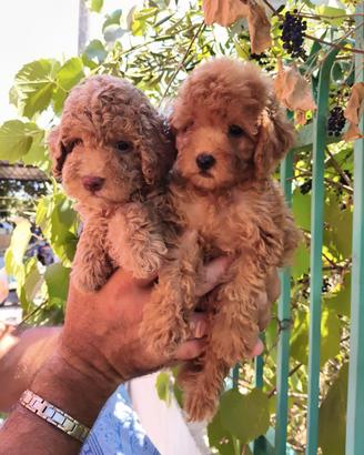 Cuccioli barboncino Toy maschi e femmina