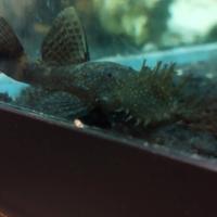 Ancistrus pesce da fondo maschio